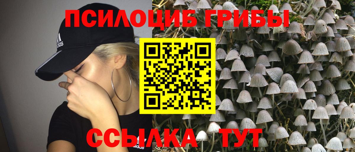 Сокол  Псилоцибиновые грибы MAGIC MUSHROOMS  Вход с VPN 